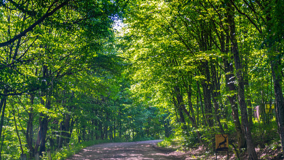 Dilijan National Park