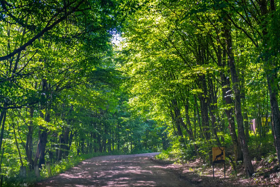 Hotels near Dilijan National Park