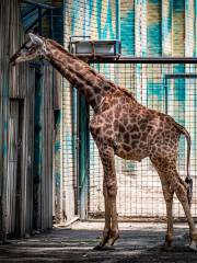 北京動物園長頸鹿館