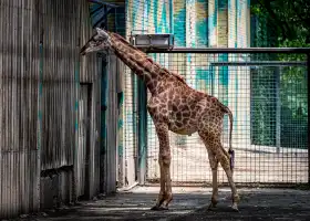 Beijing Zoo Giraffe Hall