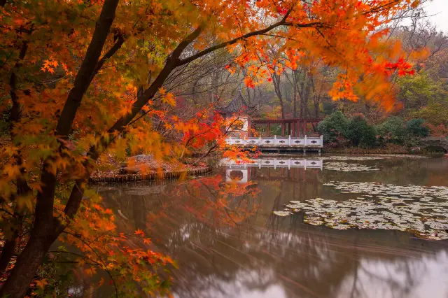Maple Leaf Viewing in Nanjing