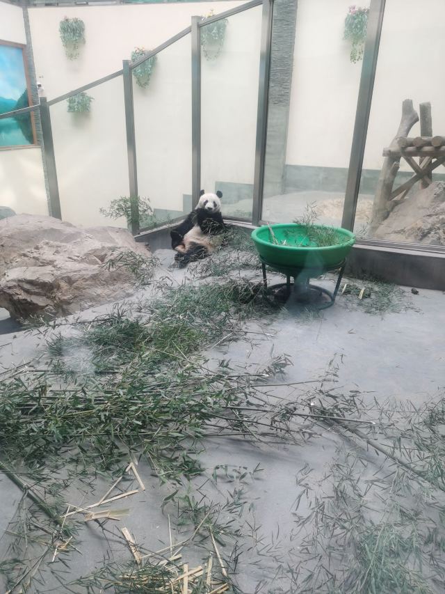 Nanshan Bamboo Sea