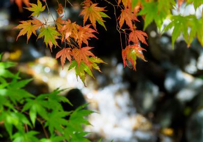 紅葉穀公園