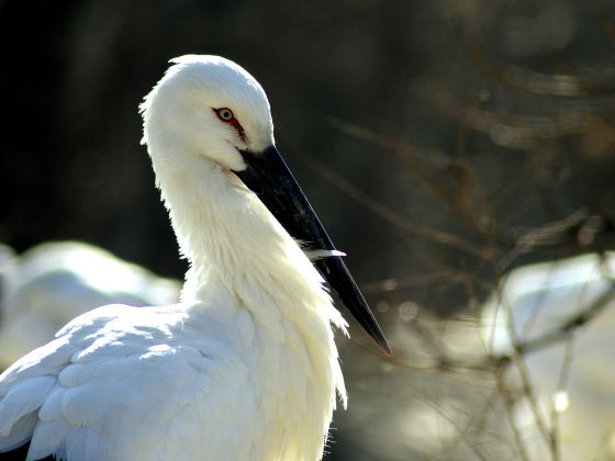 Yancheng Wild Animal World