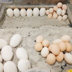 和田夜市和田本地羊红柳烤肉 User Photo