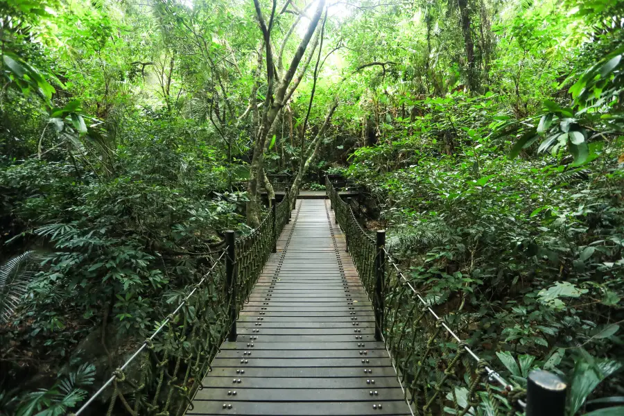 Rainforest Valley