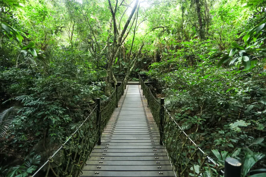 雨林谷