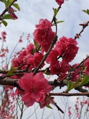 Xianyuling Peach Bloom Island