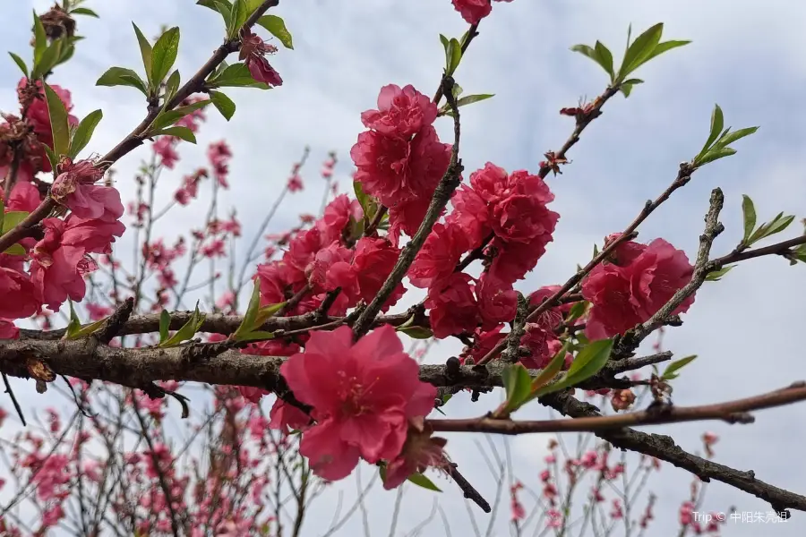 Xianyuling Peach Bloom Island