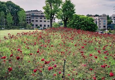 Longquan Flower Sea