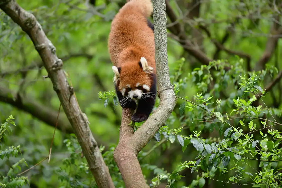 Hotels near Chengdu Giant Panda Base Red Panda House