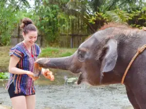 Phuket Elephant Care