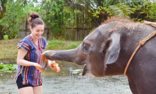 Phuket Elephant Care