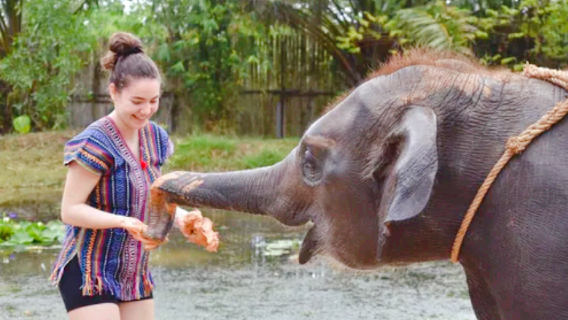 Phuket Elephant Care