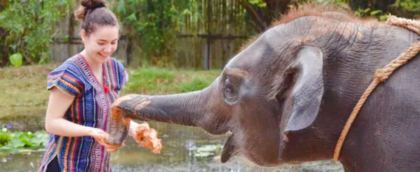 Phuket Elephant Care
