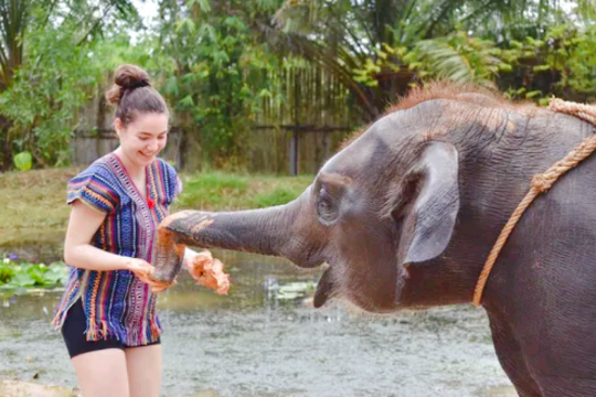 Phuket Elephant Care
