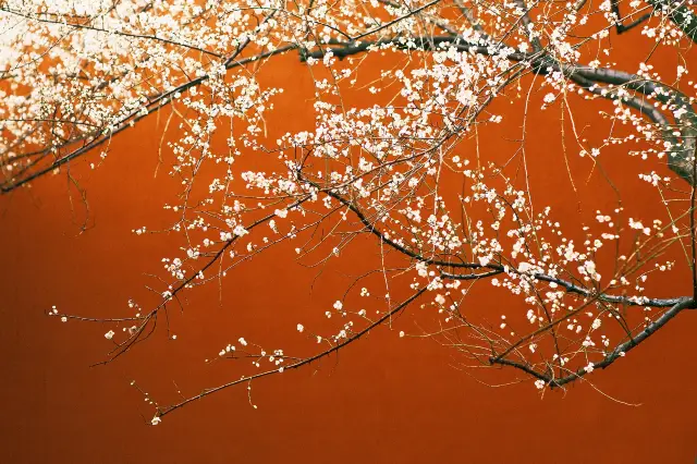 Plum Blossom Viewing in Zhejiang
