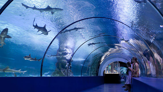 Acuario "Mar de Cortés"