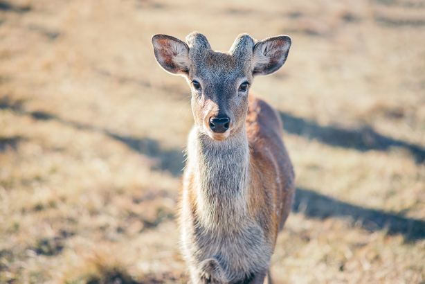 Sika Deer Feeding in Chifeng