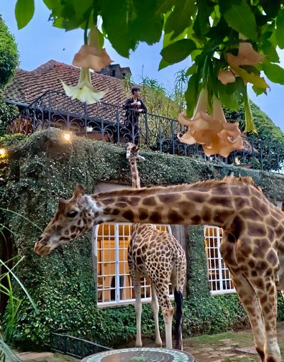 Giraffe manor