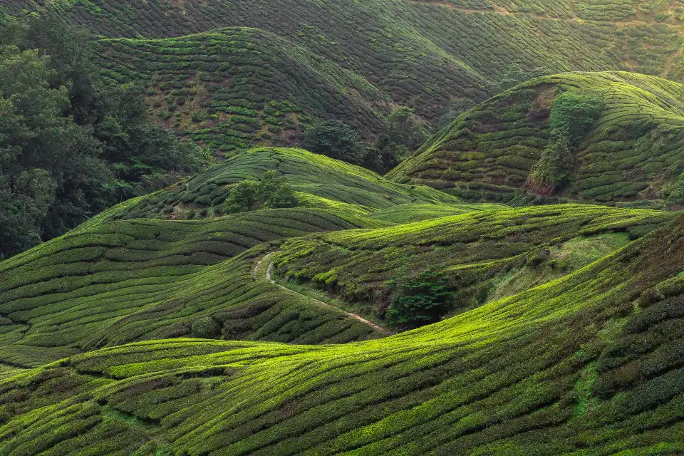 3_Cameron Highlands