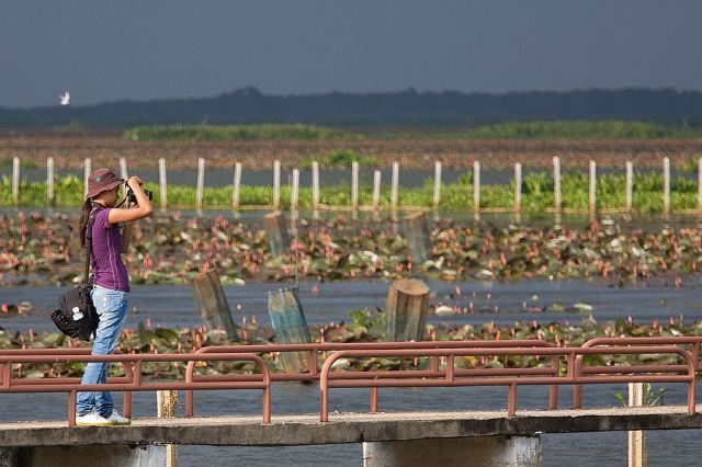 Thale Noi Waterbird Park