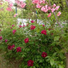 大丰收农家园 User Photo