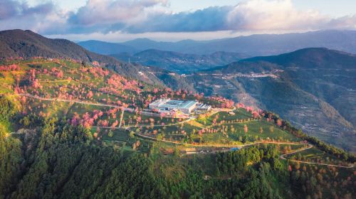 Wuliang Mountain Sakura Valley