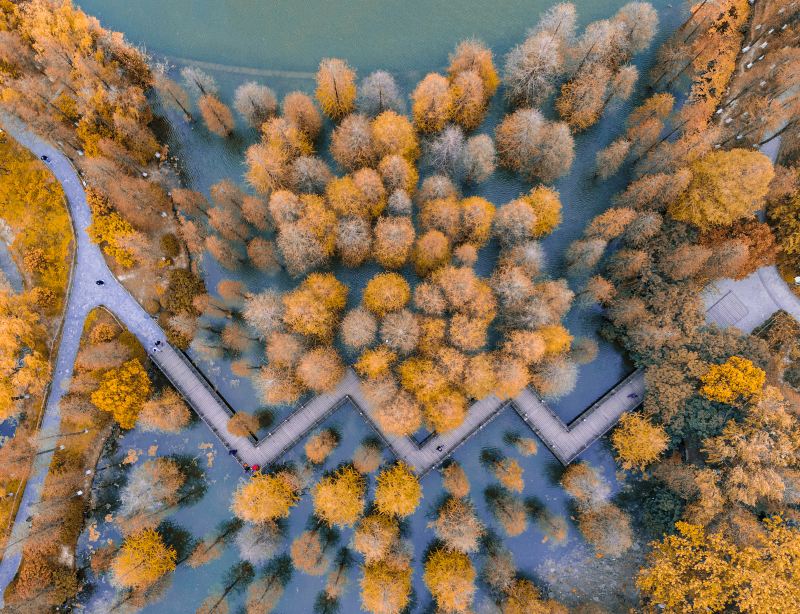 Metasequoia Forest