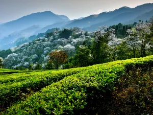 Dehongxian Fudong Tourism Scenic Area