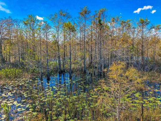 The Luyang Lake Wetlands Park