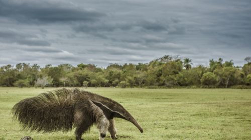 Minneriya National Park