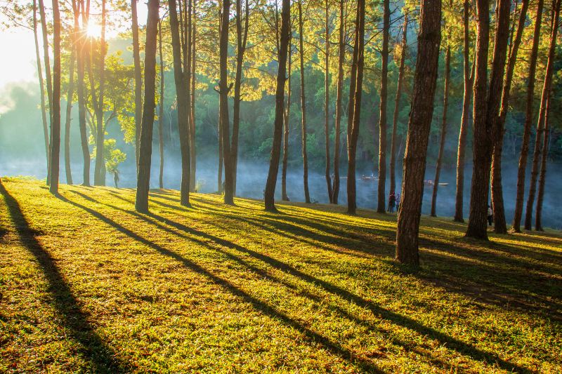 Shenzhen Central Park