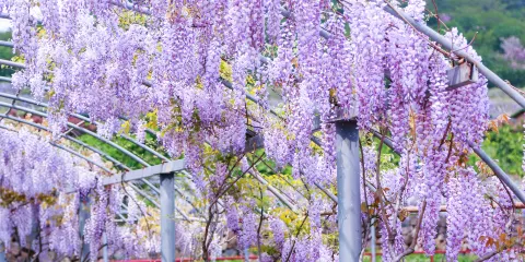杭州櫻花園