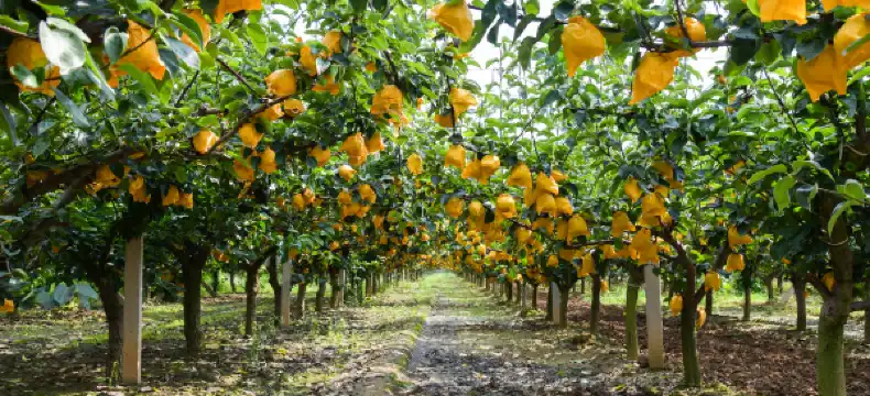 Shell Properties in Laiyang