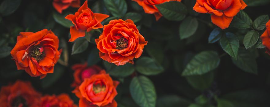 Huaiji Rose Garden
