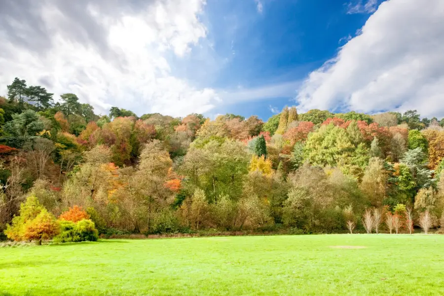 National Trust - Winkworth Arboretum