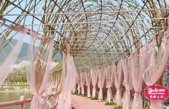 墊江牡丹櫻花世界門票成人