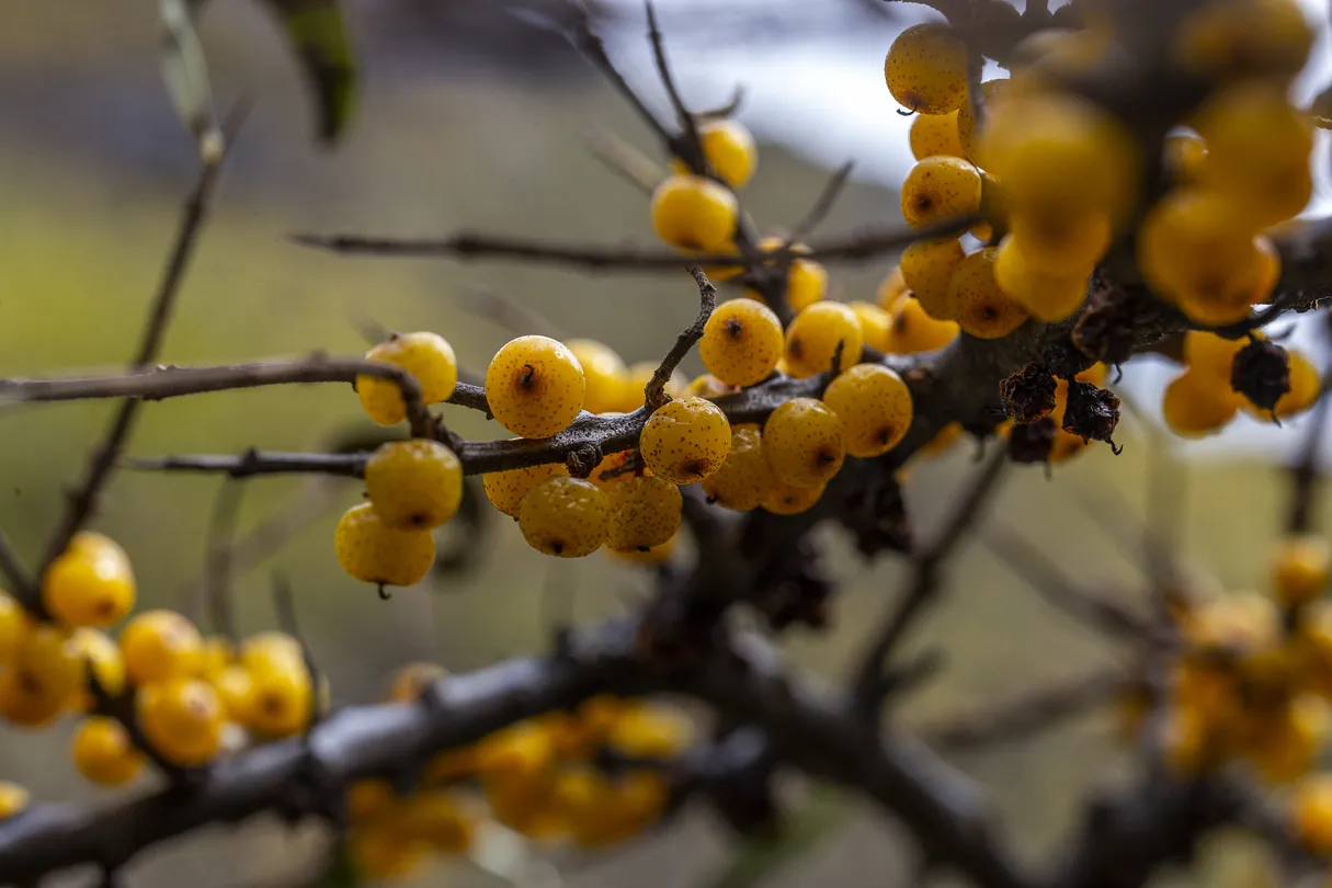 2_si gu niang shan sha ji