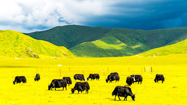 ruo er gai da cao yuan hui gui mu chang
