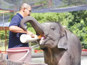 Kuala Gandah Elephant Sanctuary