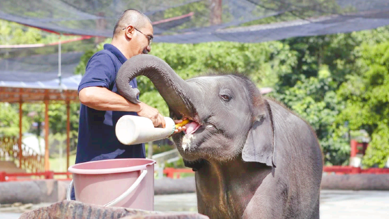Kuala Gandah Elephant Sanctuary