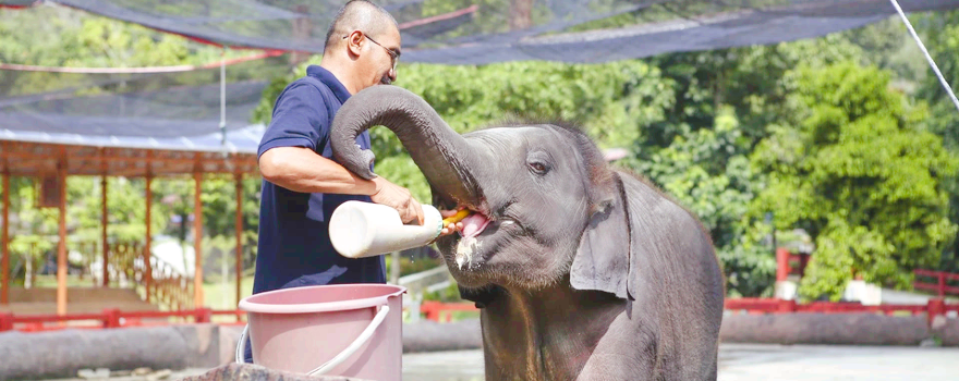 Kuala Gandah Elephant Sanctuary