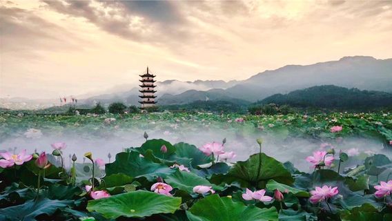 10-Mile Lotus