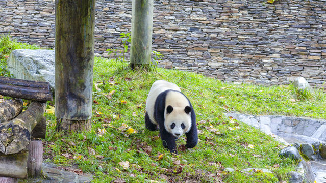 Giant Panda National Park