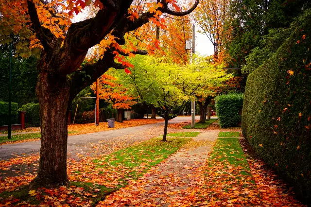 Maple Leaf Viewing in Vancouver