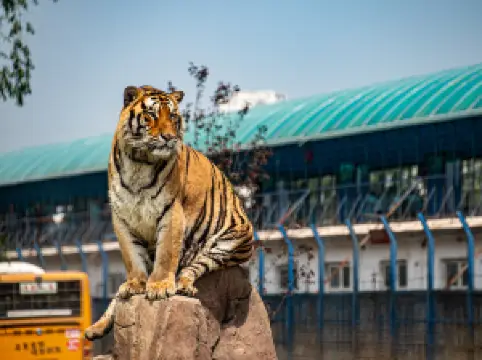 Siberia Tiger Park