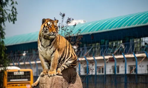 Siberia Tiger Park