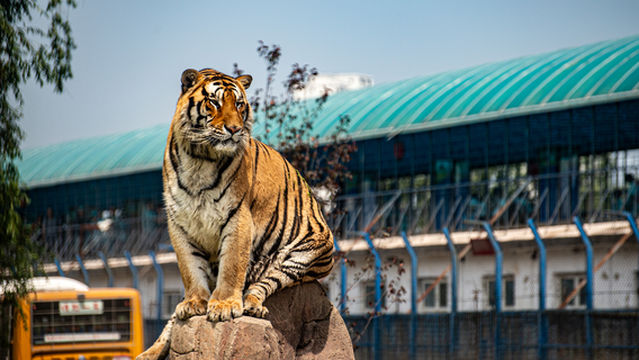 Siberia Tiger Park