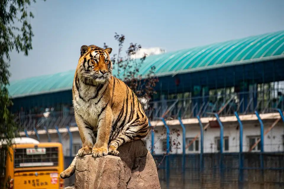 1_Siberia Tiger Park